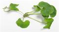 Centella asiatica